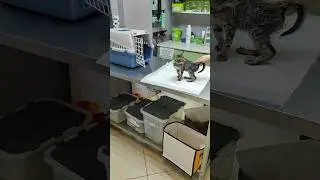 Привёз Тиму в Ветклинику #котенок #помощь