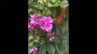 PAC Blue Sybil -плющелистная пеларгония.