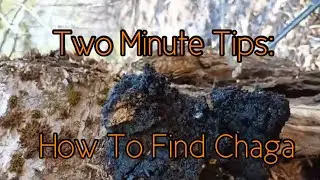 Two Minute Tips: How to Find Chaga