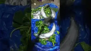 SilverFish 🐟 #viral