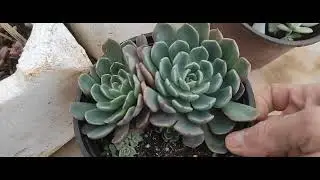 Saksılarımı satışa çıkarıyorum🤩 bu video kaçmaz🥰kacırırsanız üzülürsünüz demedi demeyin 😉☺️