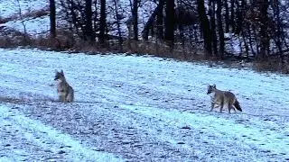 Pine Ridge Pooches - Howling in a pair of WI coyotes!