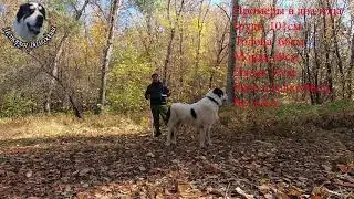 Динамика роста волкодава.  Промеры Сакара в три года.