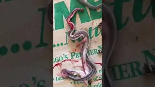 Beating heart of a snake #shorts