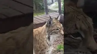 В глаза мне смотри! Вот ни стыда, ни совести!