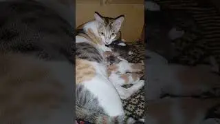 Vicky gave birth to 7 kitten