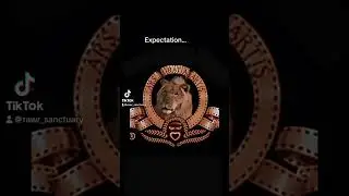 Expectation vs Reality: orange cat edition
