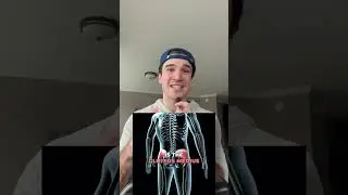 The 4 Lower Back Pain Muscles