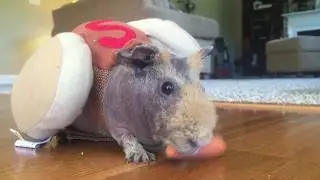 Skinny pig in hot dog suit DEVOURS carrot!