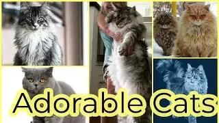 10 Most Cute Cats in the World | Cute cats 2021| The Mash TV