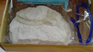 Раскапываю Трицератопса!(2часть)