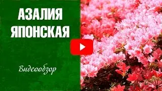 Азалия японская ✅ Посадка и уход за цветами ✅ Цветоводство