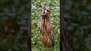 This bird hunts snake😮😲