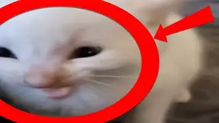 Very Naughty Cat