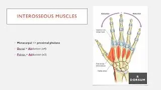 Interosseus Muscles of the Hand explained in 1 Minute