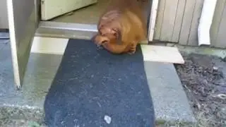 Cachorro Obeso