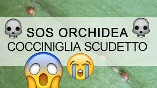 SOS Orchidea - Cocciniglia a scudetto