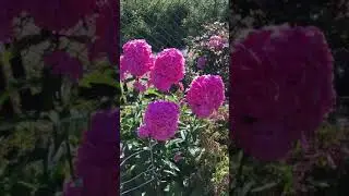 Флоксы. Мои любимые  цветы в саду. 