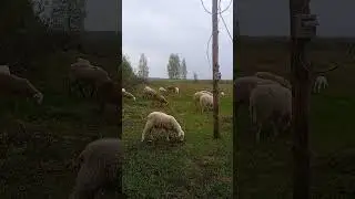 Катумки на выпасе.