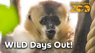 Swing into Hertfordshire Zoo! 🐒