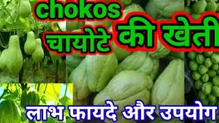 chokos ki kheti।चोयोटे की खेती।चायोटे के फायदे।chayote।chokos farming।how to grow chayote।