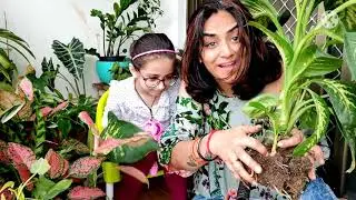Repotting diefenbachia / dumb cane #propagate to get fuller plant
