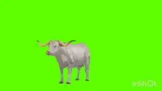 Cow Animation Green Screen