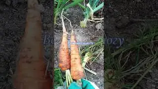 КАК Я БОРЮСЬ С ЛУКОВОЙ МУХОЙ