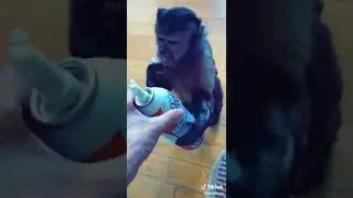 Monkey wants whipped cream