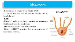 MED Level3 MUSIII non keratinocytes