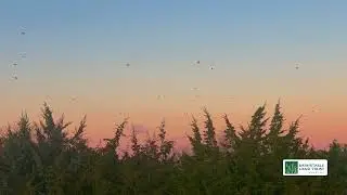 Starlings at Sunset - Pogorelc Sanctuary, West Barnstable