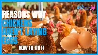 Chickens Aren't Laying Eggs? 9 Reasons Why And What To Do