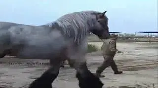 Брык