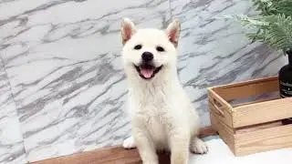 White Shiba Inu - Rufus