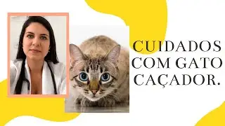 O Seu Gato é Caçador? Então Tome Esses Cuidados