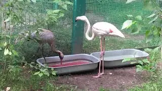 Журавль и фламинго в барнаульском Зоопарке