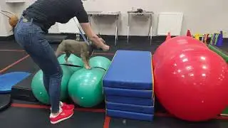 Щенок Французского Бульдога В Собачьем Детском Саду
