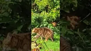 Bert goes full Ninja mode against his arch nemesis
