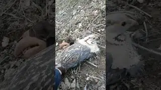 Шикори Кабки дари 2023 دستگیره در  Keklik Partridge in Tajikistan