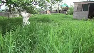 Коза пасется. Звуки природы. Релакс.