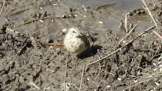 New photography hide in the marshes