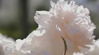 Inache - Softness