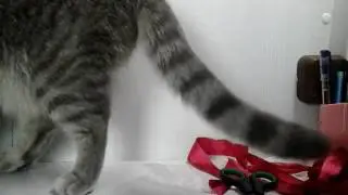 Как сделать ошейник для котика + опрос)