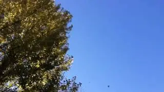 Последние листочки осени