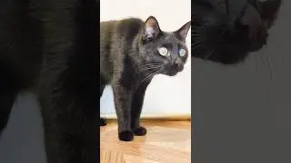 Как Багира прям #животные #рекомендации