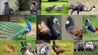 Top 10 des Volailles hors Poules