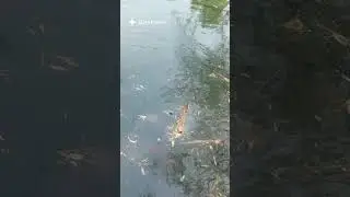 Накормили амуров сухарями в Адлере