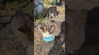 Milk is healthy for cats
