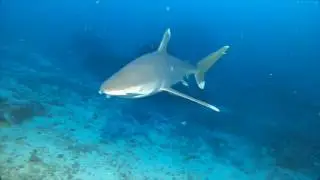 Shark at 90 meters on SS Maidan