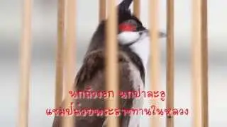 รายการเจาะสนามนก ออนทีวี ตอน ไก่พระองค์ดำ บานาน่า สูตรอาหาร